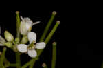 Garlic mustard